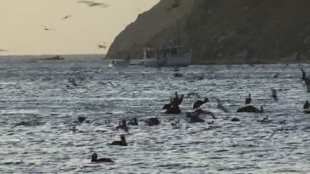 海水で食べるカモメとペリカン — ストック動画