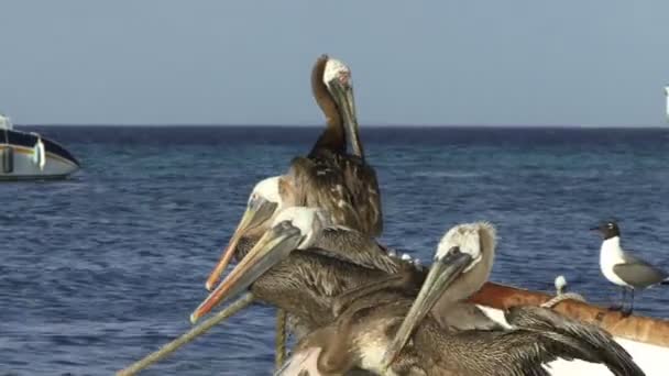 Pelikanen Meeuwen Zee Ontspannen Schilderachtig — Stockvideo