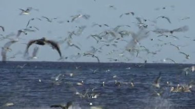 Uçan deniz kuşları, pelikanlar ve martı yeme