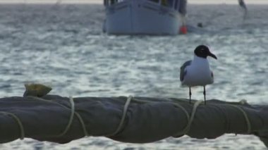 Gemi martı deniz dalgaları ile yukarı ve aşağı hareket