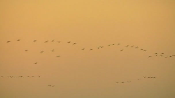 鸟儿在日落中飞翔 耶洛天空 — 图库视频影像