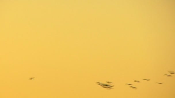 Птицы Летящие Закатном Желтом Небе — стоковое видео