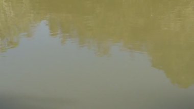 Bir lagünde su sıçraması