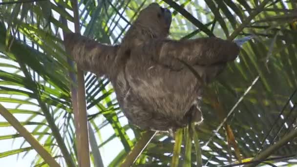 Pereza Una Palmera Animal Tropical — Vídeos de Stock