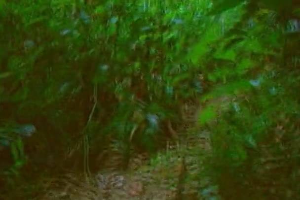 Marcher Dans Jungle Tropicale — Video