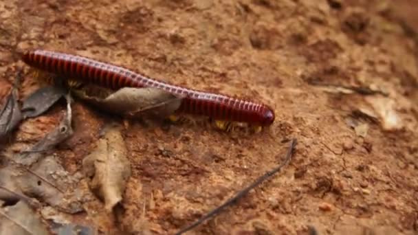 Gros plan d'un grand mille-pattes marchant dans la jungle tropicale 