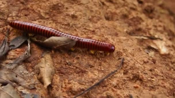 Close Large Millipede Walking Tropical Jungle — Stock Video