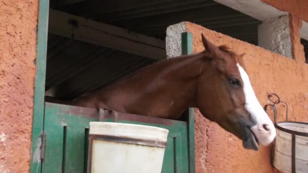Een Paard Stal Beweegt Het Hoofd — Stockvideo