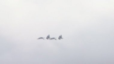 Sukhoi 30 Mk2 Rus Askeri Jet uçağı uçuş tatbikatlarında