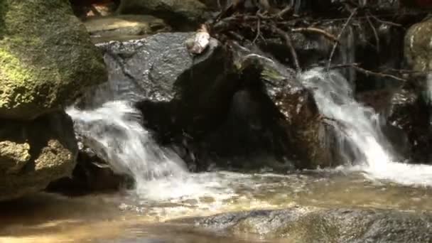 Pequeña Cascada Selva Tropical Cascada Selva — Vídeo de stock