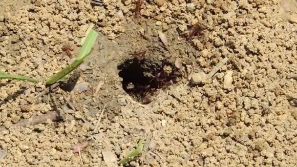 Hormigas Llevando Comida Hormigas Rojas Trabajando Nido — Vídeos de Stock