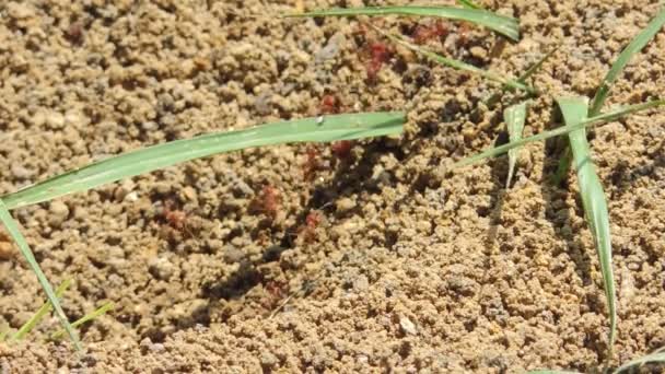 Ameisen Tragen Nahrung Rote Ameisen Arbeiten Nest — Stockvideo
