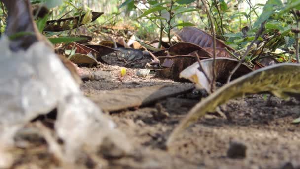 Yiyecek Taşıyan Karıncalar Yuvada Çalışan Kırmızı Karıncalar — Stok video