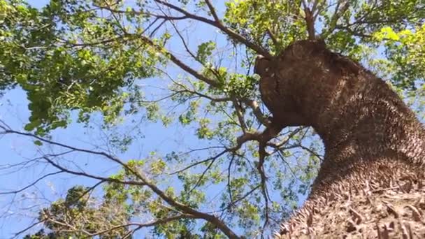 Stor Trädvy Tropisk Djungel Och Himmel — Stockvideo