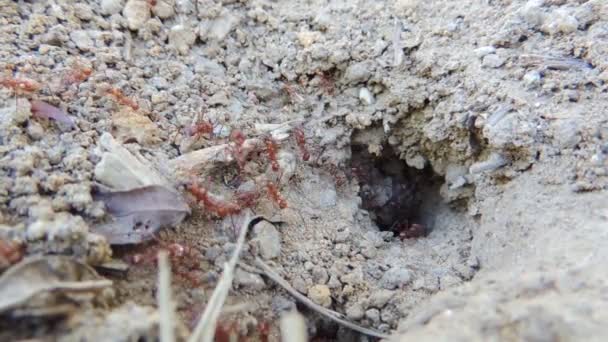 巣の中で働く赤いアリ — ストック動画