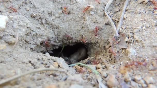 Red Ants Working Nest — Stock Video