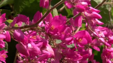 Çiçeklerde uçan bal arıları