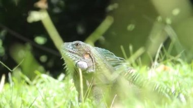 Yeşil Iguana çimenlerde güneşleniyor
