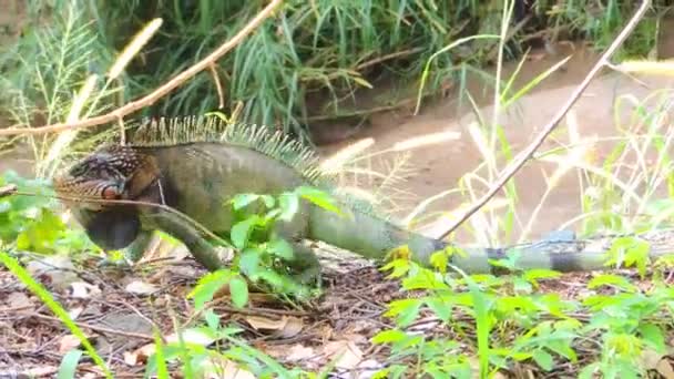 Green Iguana Walkinig River — Stock Video