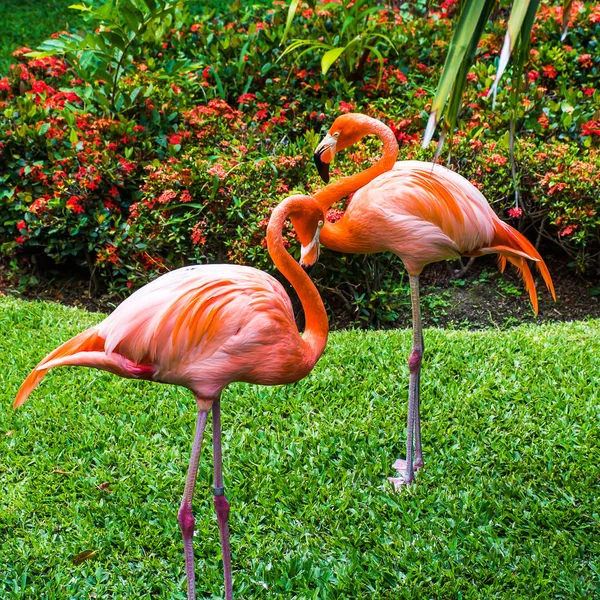 Pink flamingos on the background of pink flowers at a Mexican re — Stock Photo, Image