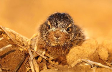 Bebek tavşan alanındaki