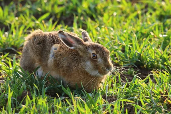 Yetişkin Tavşan Tavşan Europaeus — Stok fotoğraf