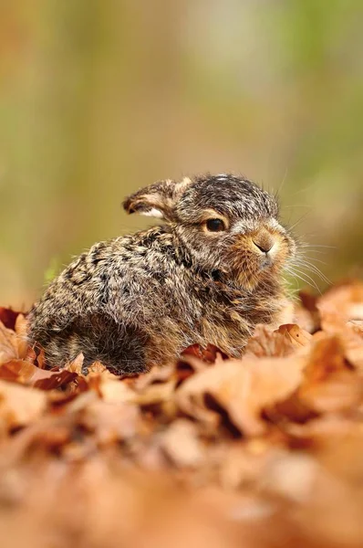 Little Baby Hare Lepus Europaeus — Stock Photo, Image