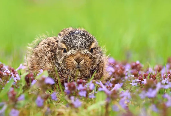 Malé Dítě Zajíc Lepus Europaeus — Stock fotografie