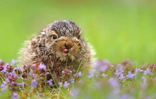 Liebre Bebé Lepus Europaeus — Foto de Stock