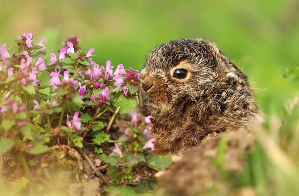 Μικρό Μωρό Λαγού Lepus Europaeus — Φωτογραφία Αρχείου