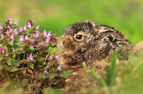 Lilla Baby Hare Lepus Europaeus — Stockfoto