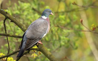 Tahta Güvercin Kolomb palumbus