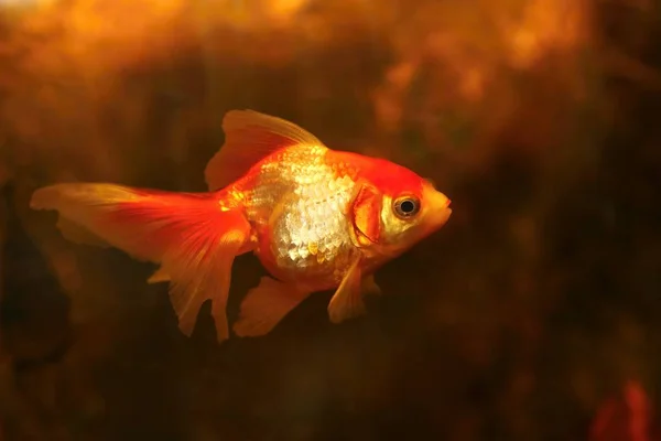 Красивые Золотые Рыбки Аквариуме — стоковое фото