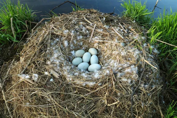 Łabędź Niemy Gniazdo Jajek — Zdjęcie stockowe