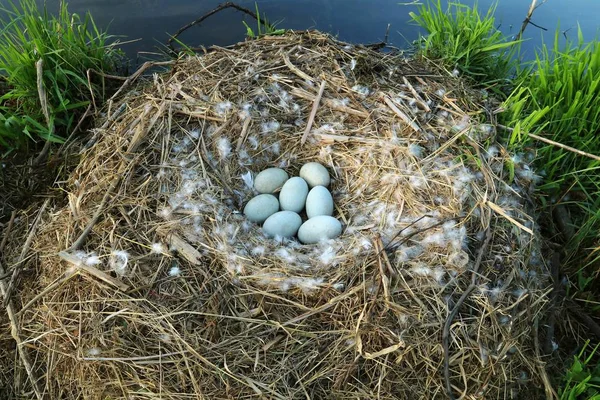 Knölsvan Boet Med Ägg — Stockfoto