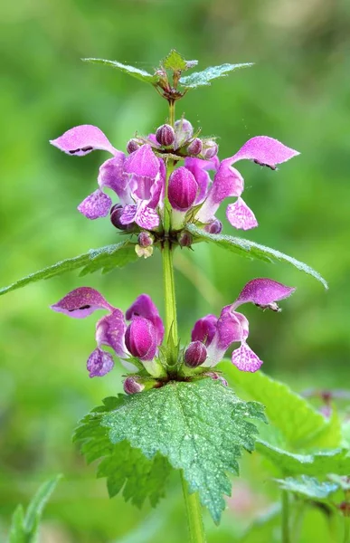 Çiçeği Lamium maculatum şifa