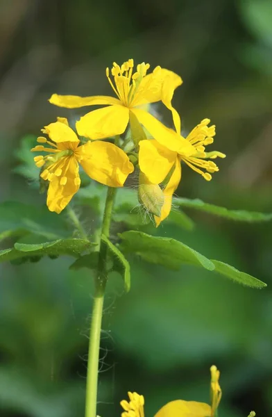 Curando Chelidonium Majus Flor — Fotografia de Stock