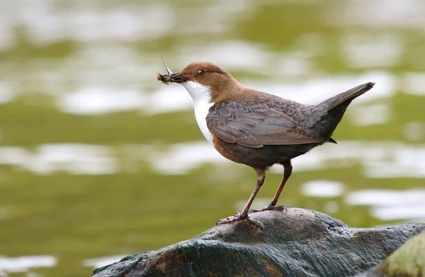 Water Bird Cinclus Cinclus River — Stock Photo, Image