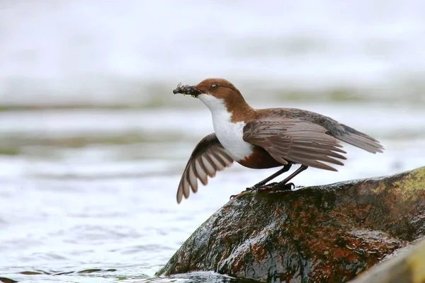 Water Bird Cinclus Cinclus River — Stock Photo, Image