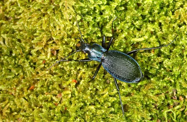 Chrząszcz Ziemi Carabus Intricatus Mchu — Zdjęcie stockowe