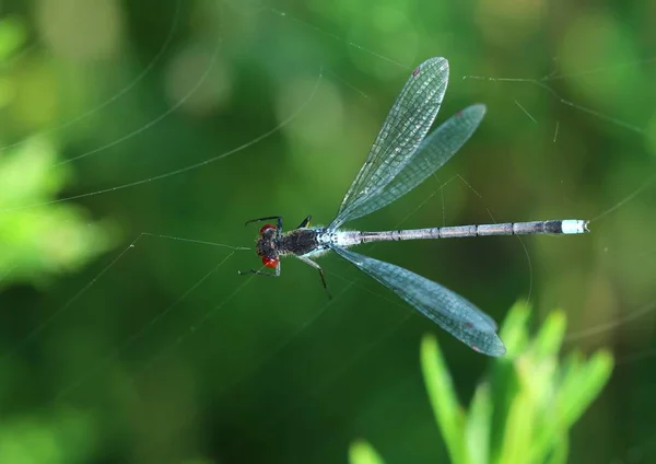 Damselfly Eritromma Najas Capturado Teia Aranha — Fotografia de Stock