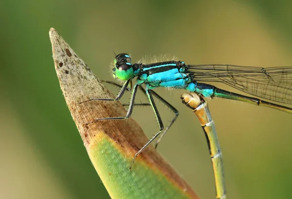 Damselfly Ischnura Elegans Durante Apareamiento — Foto de Stock