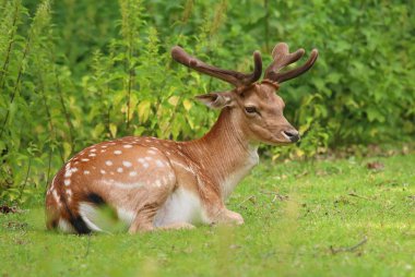 Avrupa alageyik erkek