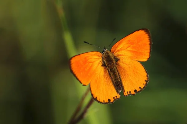 Oranje Vlinder Lycaena Virgaureae — Stockfoto