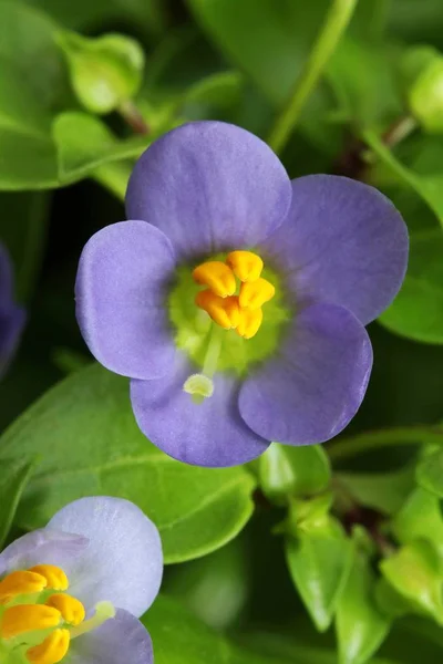 Tendre Fleur Exacum Affine Fleur — Photo