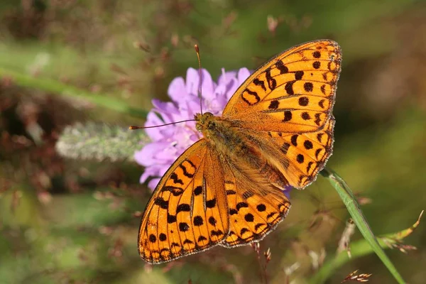 美丽的蝴蝶Argynnis Aglaja — 图库照片