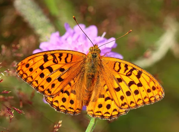 美丽的蝴蝶Argynnis Aglaja — 图库照片