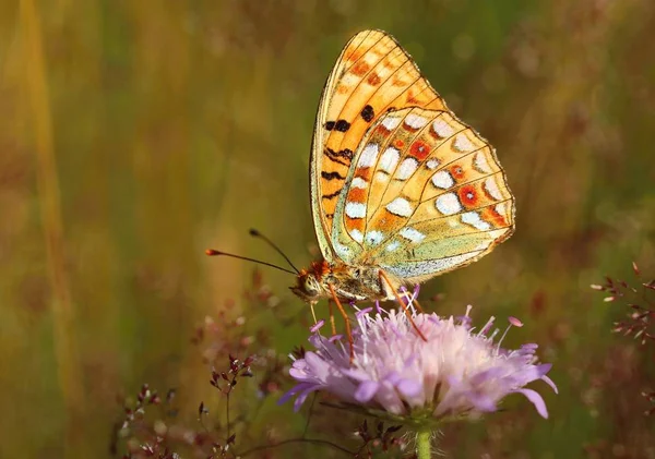 Piękny Motyl Argynnis Aglaja — Zdjęcie stockowe