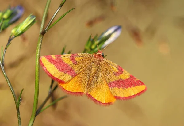 Mały Motyl Lythria Cruentaria — Zdjęcie stockowe