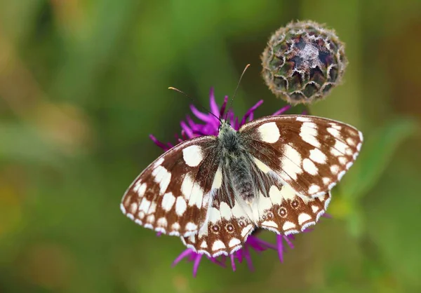 Motyl Przetargu Melanargia Galathea — Zdjęcie stockowe
